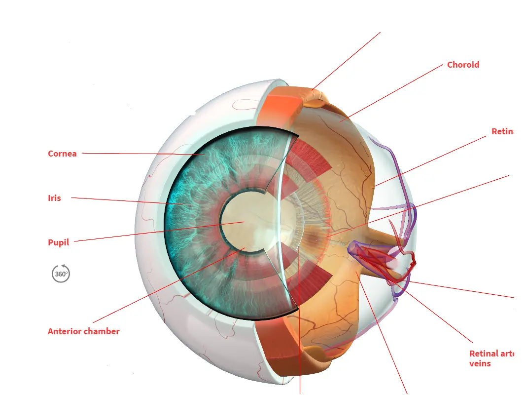 Human eye image Human eye